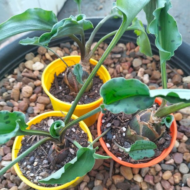 leopard plant succulent Drimiopsis maculata