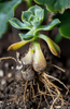 Overwatering and Root Rot - The #1 Succulent Killer - The Succulent Gift Co