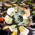 Sunburn and Brown Spots - When Your Succulent Gets Sunburned - The Succulent Gift Co