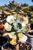 Sunburn and Brown Spots - When Your Succulent Gets Sunburned - The Succulent Gift Co