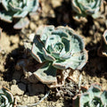 Underwatering and Shriveling Leaves - Is Your Succulent Thirsty? - The Succulent Gift Co