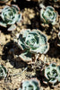 Underwatering and Shriveling Leaves - Is Your Succulent Thirsty? - The Succulent Gift Co