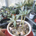 Why Is My Succulent Getting Tall and Leggy? - The Succulent Gift Co