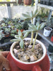 Why Is My Succulent Getting Tall and Leggy? - The Succulent Gift Co