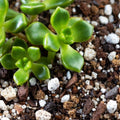 Wrong Soil Type - Why Your Cactus Soil Might Still Be Killing Your Succulents - The Succulent Gift Co