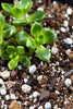 Wrong Soil Type - Why Your Cactus Soil Might Still Be Killing Your Succulents - The Succulent Gift Co