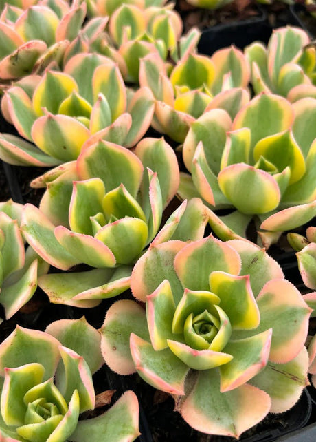 Succulents - The Succulent Gift Co