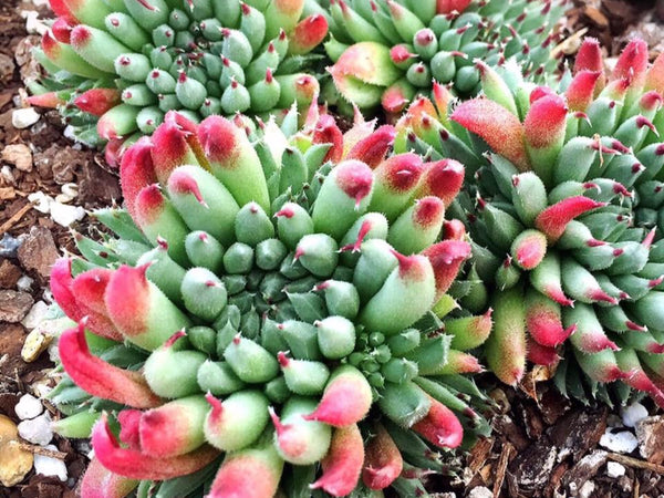 Succulents