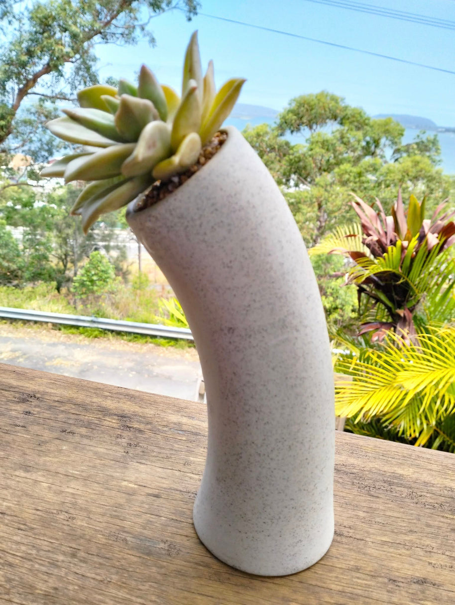 Pre-made Unique Succulent Arrangements | Pickup & Local Delivery Only