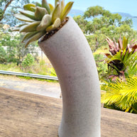 Pre-made Unique Succulent Arrangements | Pickup & Local Delivery Only