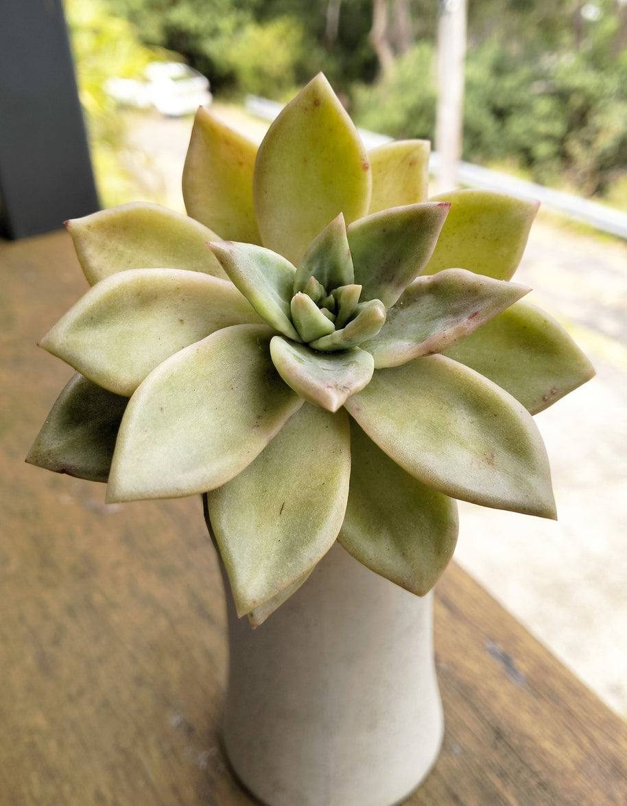 Pre-made Unique Succulent Arrangements | Pickup & Local Delivery Only