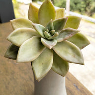 Pre-made Unique Succulent Arrangements | Pickup & Local Delivery Only