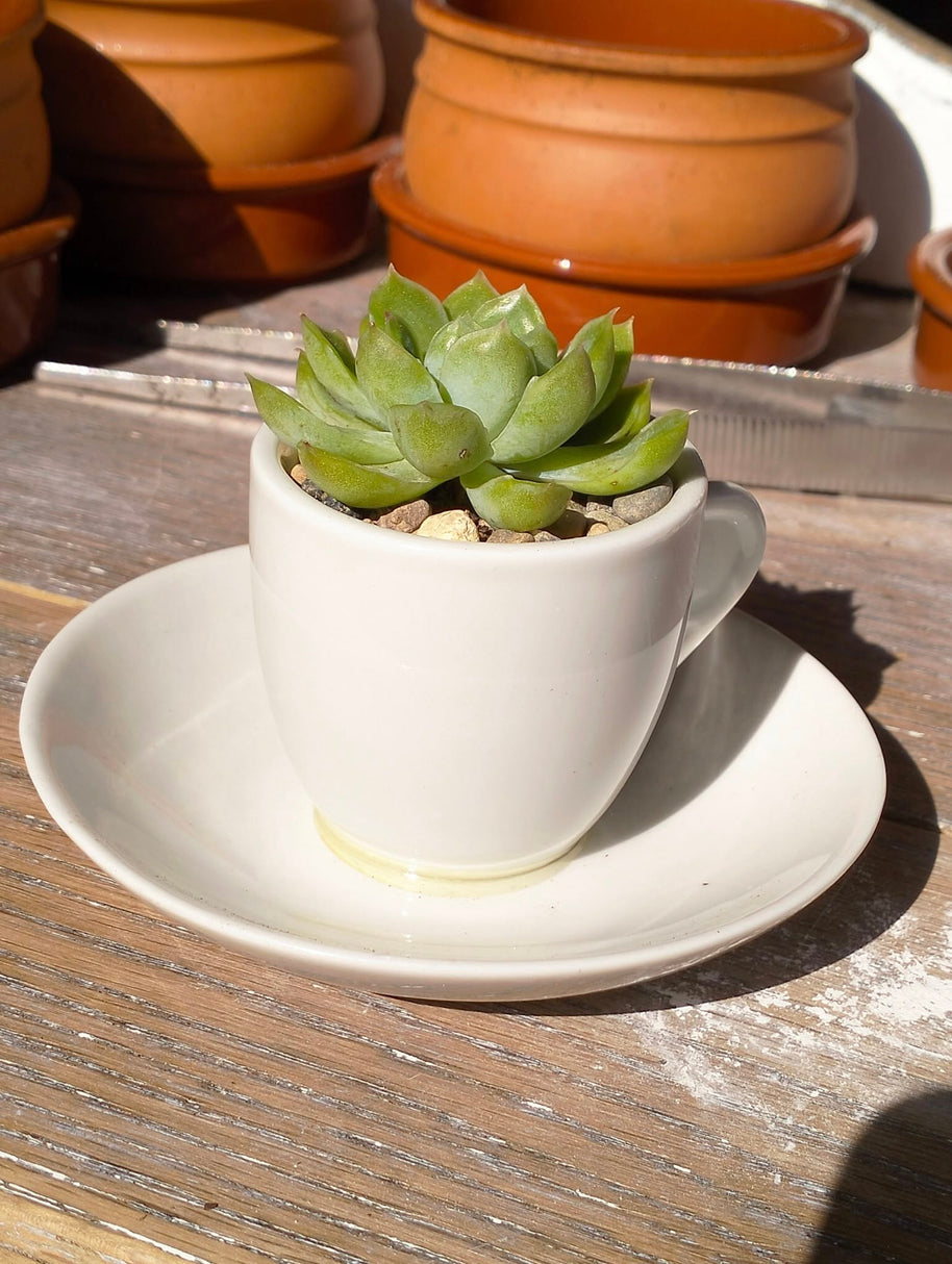 Pre-made Unique Succulent Arrangements | Pickup & Local Delivery Only