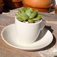 Pre-made Unique Succulent Arrangements | Pickup & Local Delivery Only