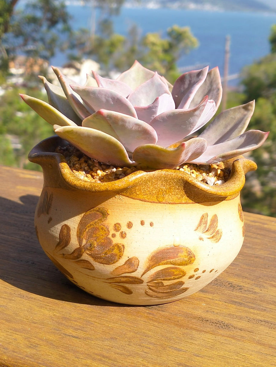 Decorative pot with succulent plant on a wooden surface with a blurred natural background