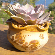 Decorative pot with succulent plant on a wooden surface with a blurred natural background
