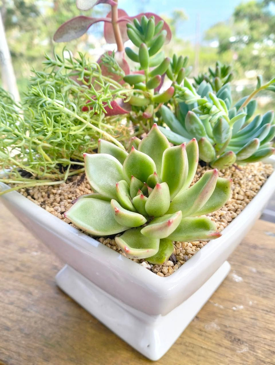 Pre-made Unique Succulent Arrangements | Pickup & Local Delivery Only