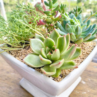 Pre-made Unique Succulent Arrangements | Pickup & Local Delivery Only