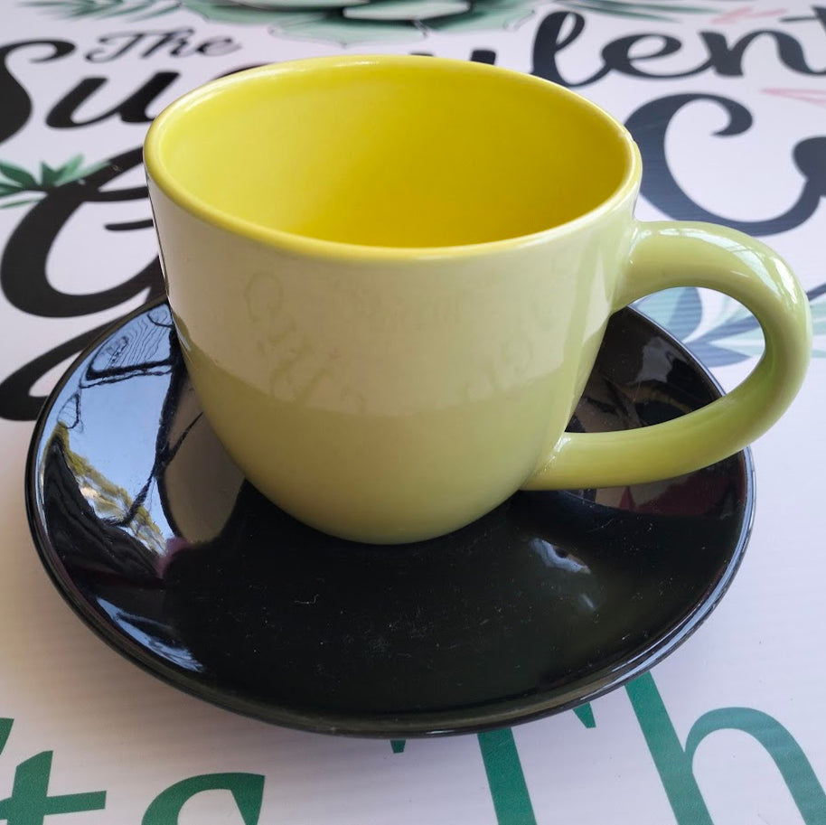 DIY Succulent Arrangement Kits