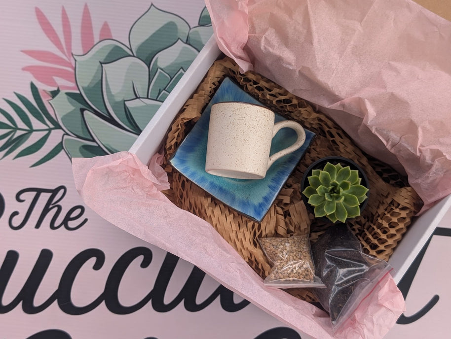 DIY Succulent Arrangement Kits