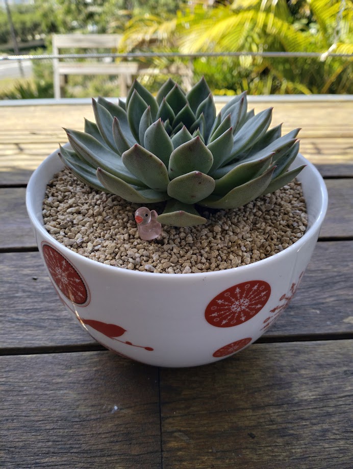 Pre-made Unique Succulent Arrangements | Pickup & Local Delivery Only