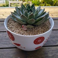 Pre-made Unique Succulent Arrangements | Pickup & Local Delivery Only