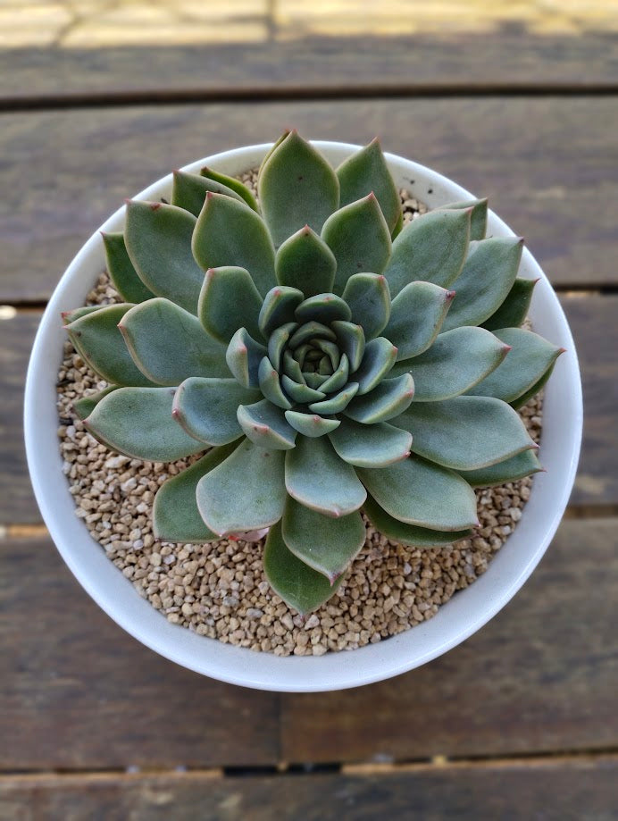 Echeveria succulent arrangement in a round white pot