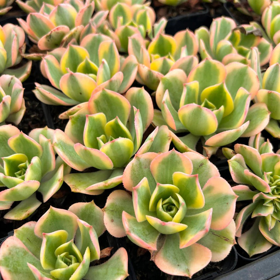 Aeonium arboreum 'Sunburst' - Aeonium arboreum - Succulent - 