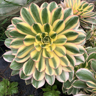 Aeonium arboreum 'Sunburst' - Aeonium arboreum - Succulent - 