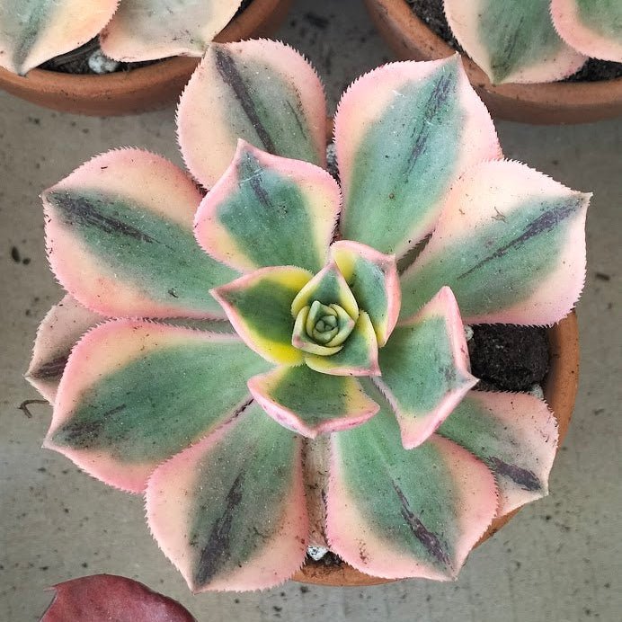 Aeonium arboreum 'Sunburst' - Aeonium arboreum - Succulent - 