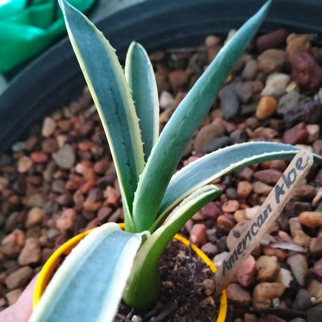 Agave americana 'Variegata' - Succulent - Aloe - variegated - 