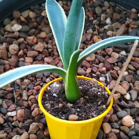 Agave americana 'Variegata' - Succulent - Aloe - variegated - 