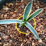 Agave americana 'Variegata' - Succulent - Aloe - variegated