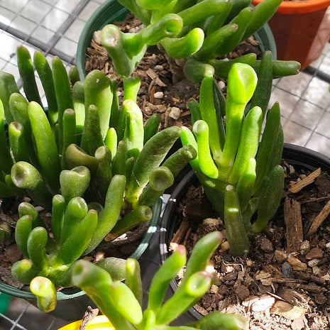 Crassula ovata 'Gollum' Jade Succulent Plant - Succulent - Crassula - Jade - 