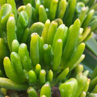 Crassula ovata 'Gollum' Jade Succulent Plant - Succulent - Crassula - Jade - 