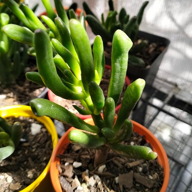 Crassula ovata 'Gollum' Jade Succulent Plant - Succulent - Crassula - Jade - 