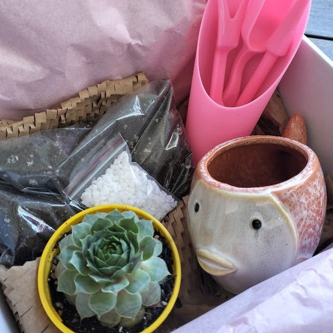 DIY Succulent Kit - DIY Kit - diy - kit - kit - builder - made - to - order
