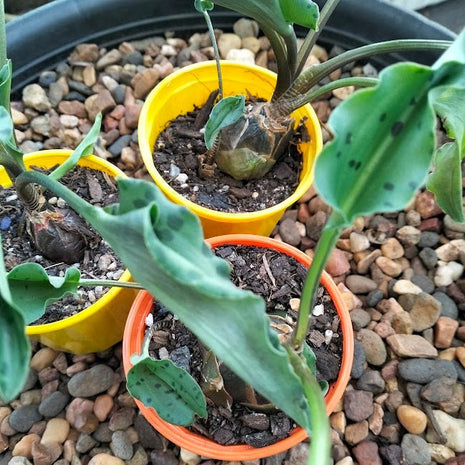 Drimiopsis maculata - Leopard Plant Bulb Succulent - Succulent - Animal - bulb - Succulent