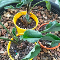 Drimiopsis maculata - Leopard Plant Bulb Succulent - Succulent - Animal - bulb - Succulent