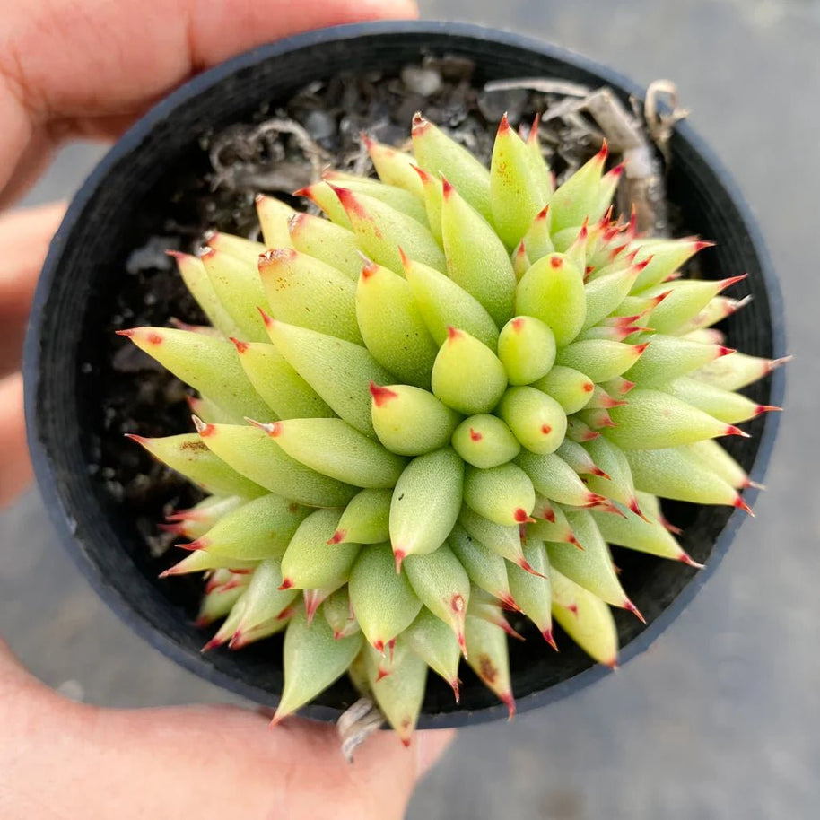 Echeveria agavoides 'Corderoyi' f. cristata (Japanese Form) - Echeveria - Rare - Succulent