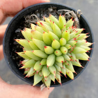 Echeveria agavoides 'Corderoyi' f. cristata (Japanese Form) - Echeveria - Rare - Succulent