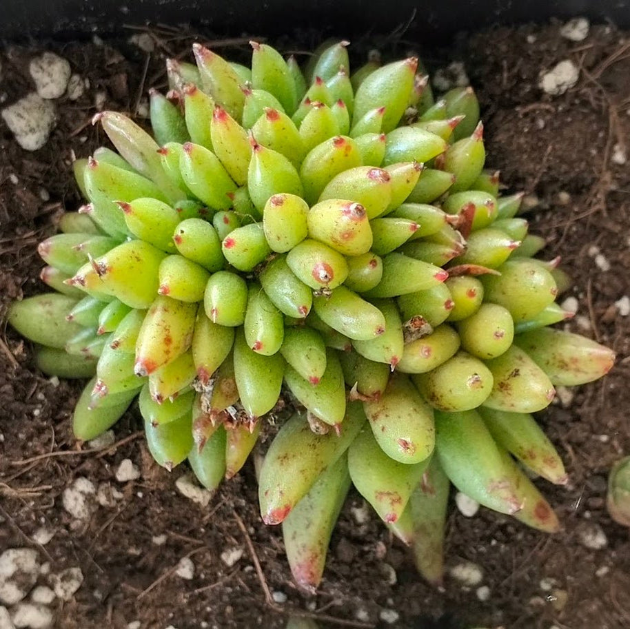 Echeveria agavoides 'Corderoyi' f. cristata (Japanese Form) - Echeveria - Rare - Succulent