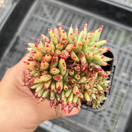 Echeveria agavoides 'Corderoyi' f. cristata (Japanese Form) - Echeveria - Rare - Succulent