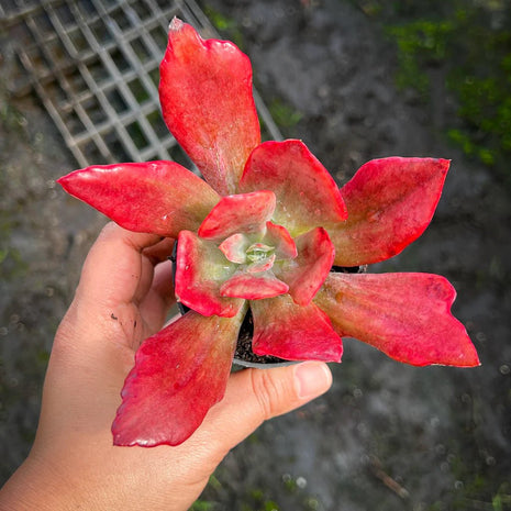 Echeveria 'Diamond State' Variegated - Echeveria - Rare - Succulent