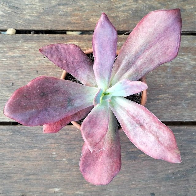 Echeveria 'Diamond State' Variegated - Echeveria - Rare - Succulent