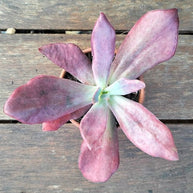 Echeveria 'Diamond State' Variegated - Echeveria - Rare - Succulent