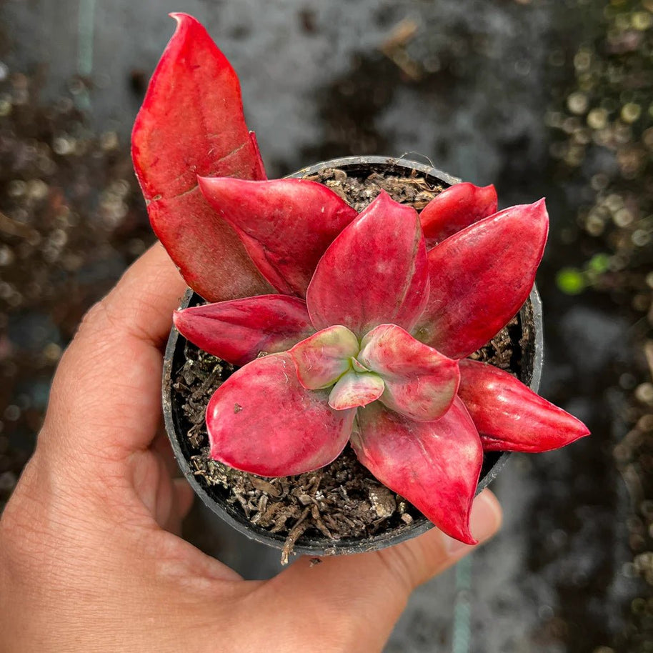 Echeveria 'Diamond State' Variegated - Echeveria - Rare - Succulent