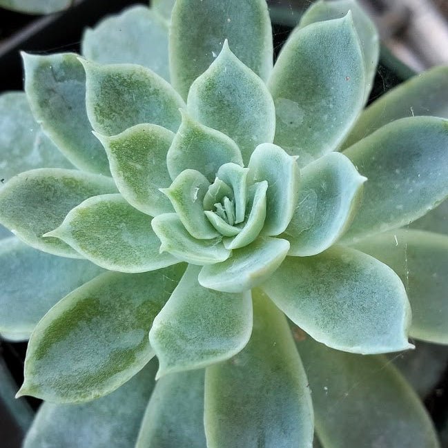 Echeveria elegans | Mexican Snowball Succulent Plant - Succulent - Echeveria - small - Succulent