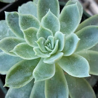 Echeveria elegans | Mexican Snowball Succulent Plant - Succulent - Echeveria - small - Succulent