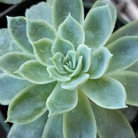 Echeveria elegans | Mexican Snowball Succulent Plant - Succulent - Echeveria - small - Succulent